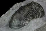 Paralejurus Trilobite - Mrakib, Morocco #127004-5